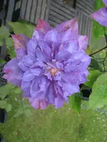h.webp