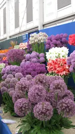 allium.webp