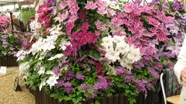 clematis.webp