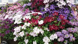 clematis (3).webp