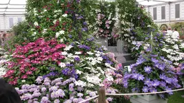 clematis (4).webp