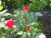 SA500225.webp