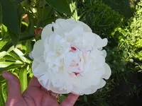 SA500210.webp