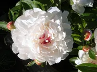 9442.webp