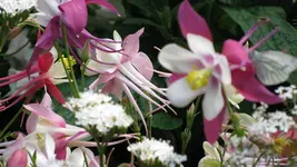 akelei (5).webp
