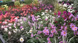 dahlien.webp