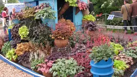 heuchera.webp