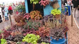heuchera (3).webp