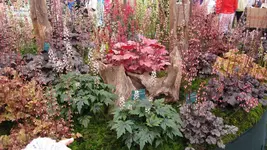 heuchera (4).webp