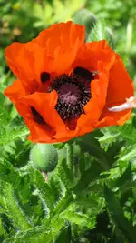 000mohn.webp