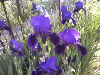dunkelblaue Bartiris.webp