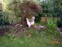 2009-05-26Hgelchen1.webp
