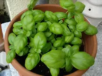 Basil.webp