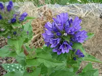 blau.webp
