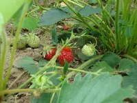 Erdbeeren.webp