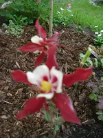 Garten 18 Mayl 09 010.webp