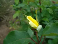 gelbe Rose.webp