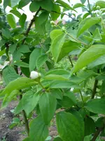 Jasmin.webp