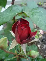 komische Rose.webp