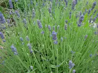 Lavendel.webp