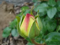 nochmal Rose.webp