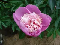 pinke Pfingstrose.webp