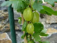 Stachelbeere.webp