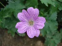 Storchschnabel 2.webp