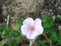 Storchschnabel  1.webp