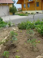 Tomaten 2.webp