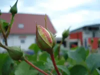 Trauerstammrose.webp