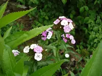 Garten 2 June 2.webp