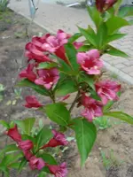 Weig.webp
