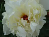 weisse Pfingstrose.webp