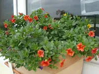 Zaubergloeckchen.webp