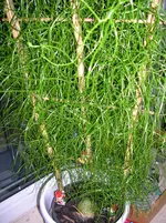 ebay,27.04.2009 014.webp