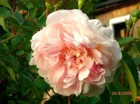 2009-05-26Duftrose.webp