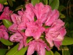 2009-05-26Rhododendronblte.jpg