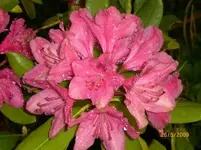 2009-05-26Rhododendronblte.webp
