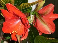 2009-05-26Rittersternrot.webp