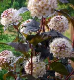 2009-05-26Strauchblten2.webp