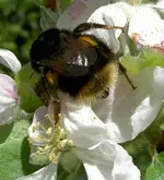 Blumen + Pflanzen alt 172.webp
