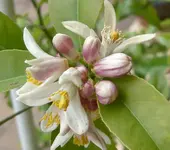 Limonenknospe 2006.webp