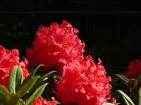 P1050834_600_450.webp
