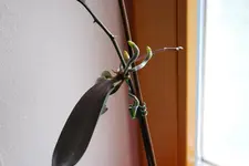 Orichdeen 006sm.webp