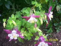 100_1739.webp