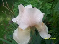 100_1742.webp