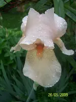 100_1743.webp