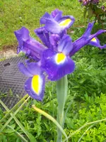 100_1747.webp
