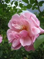 terrasse_mai2009_rose_nah.webp
